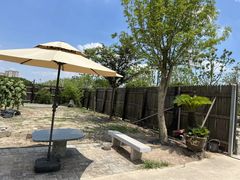 -南汇新场正宗水蜜桃采摘