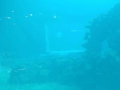 -海棠湾洲际-涛·海底餐厅·美人鱼·自助餐·海底隧道
