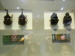 -上海昆虫博物馆