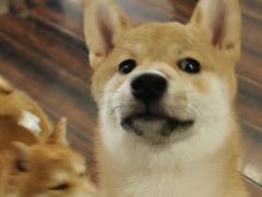 -豆柴町-柴犬主题狗咖(红鼎国际C座店)