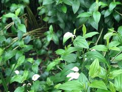 -云溪植物园