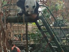 -成都动物园