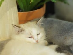 -吉丁鸟咖·异宠·寄养