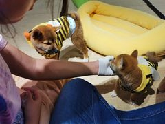 -逗柴咖啡屋·狗咖猫咖宠物桌游