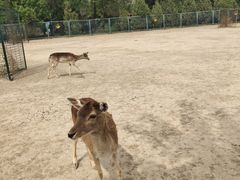 -北京麋鹿生态实验中心