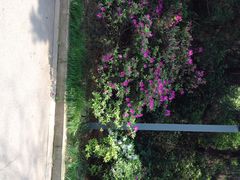 iphone_upload_pic-湖南烈士公园(芙蓉区)