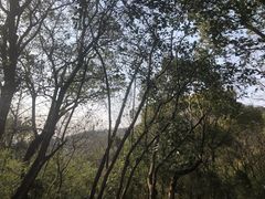 -上海佘山国家森林公园天马山园