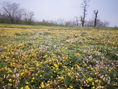 -汉长安城未央宫国家考古遗址公园
