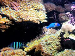 -西雅图水族馆