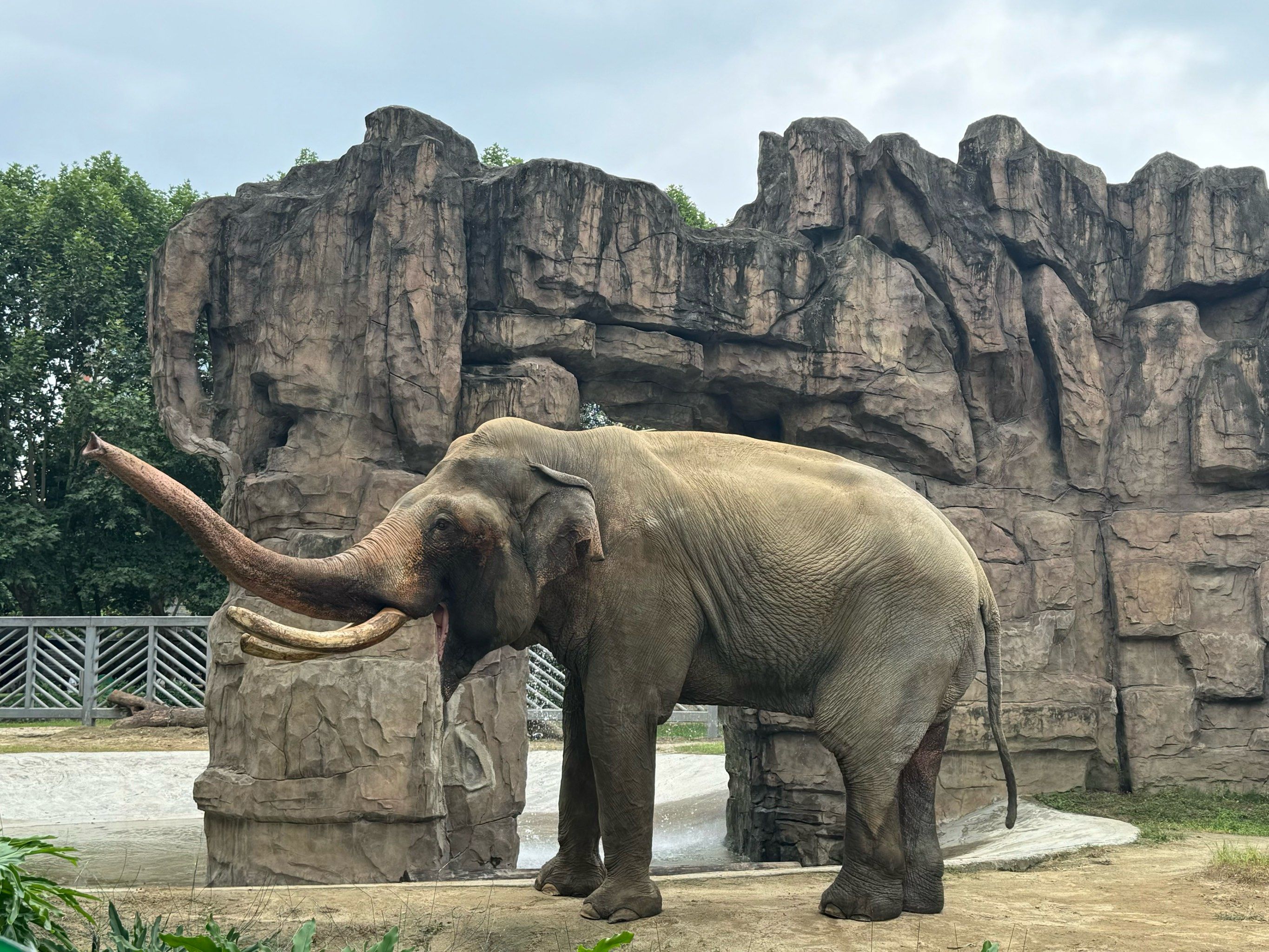 很久没涨的成都动物园,反正隔一段时间就要来
