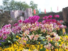 -松山湖梦幻百花洲