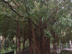 -九龙公园