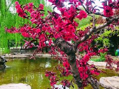 -北京市海淀外国语实验学校