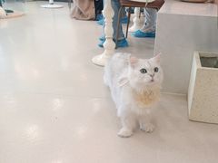 -共舞时光猫咖·狗咖(新街口店)