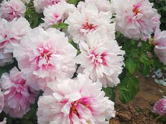 -曹州百花园