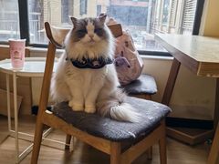 -滚猫咖啡·猫咖·猫友好撸猫(未来城店)