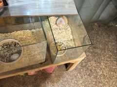 -双季花艺园艺市场(浦东店)