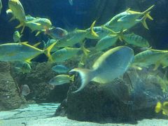 -大连圣亚海洋世界