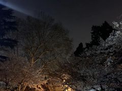 -武汉大学-樱园