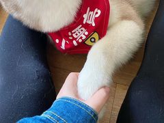 -Husky Go! 哈士奇体验馆·宠物咖啡厅狗咖