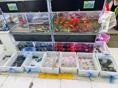 -武汉花鸟市场