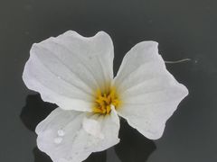 -中国科学院华南植物园