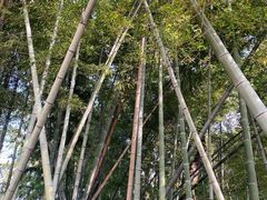 -阿育王寺