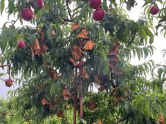 -华盛园卷子王农家菜水库鱼