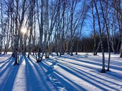 -乌兰布统景区-白桦林