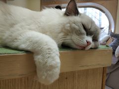 -猫和宫(六道口店)