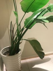 -苑苑vbeauty科技美容SPA