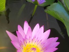 -罗浮山·罗园农庄