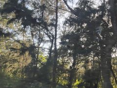 -东郊椰林