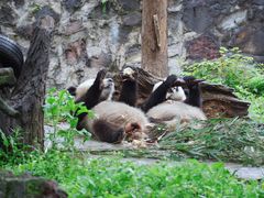 -都江堰中华大熊猫苑