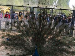 -长白岛森林公园