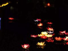 -锦江乐园舞狸花花游园会(夜场专享)