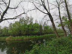 -洋湖国家湿地公园