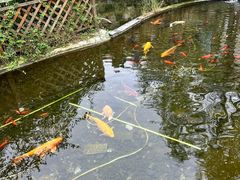 -九尺赵老四鲜鹅肠火锅