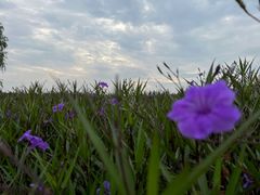 -汉长安城未央宫国家考古遗址公园