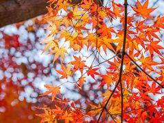 -昆山城市生态森林公园