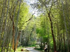 -青龙山国家森林公园