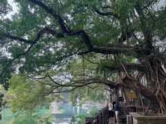 -小洲村
