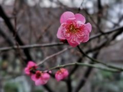 -梅花山(明孝陵内)