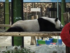 -栾川竹海野生动物园