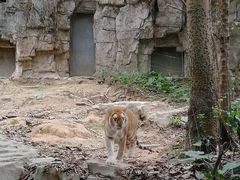 -广州长隆野生动物世界