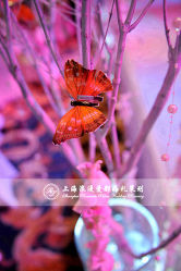 -上海海鸥丽晶酒店·宴会厅
