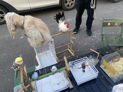 -哈尔滨道外花鸟鱼市场
