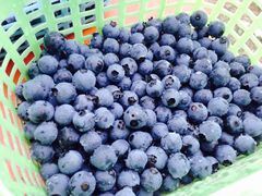 -金谷域澳洲庄园