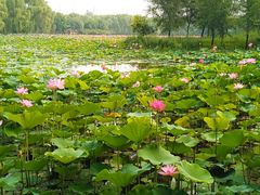 -东郊湿地公园