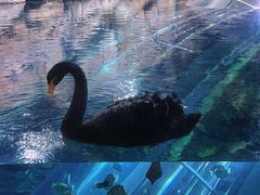 -上海海洋水族馆
